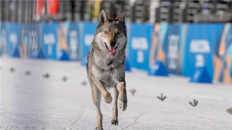 Nazgul, so der Name des Hundes, war vorher ausgebüxt.