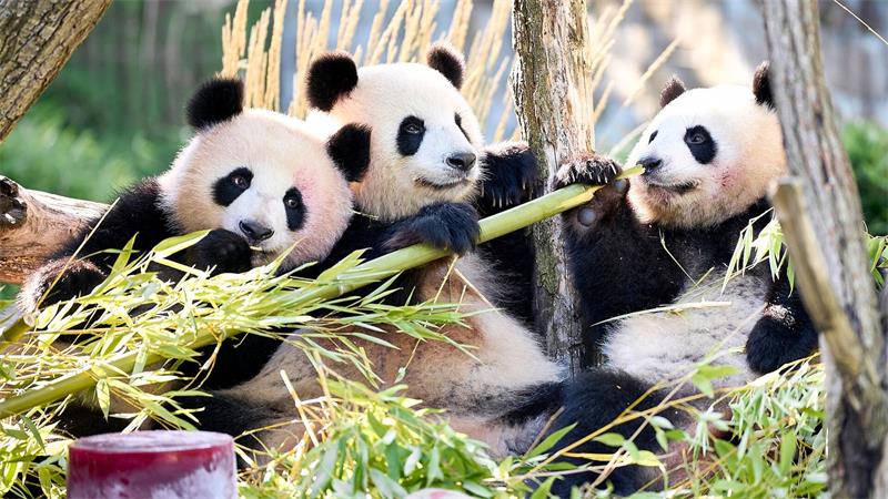 Berliner Panda-Zwillinge feiern 2. Geburtstag Neben Bambus und Muttermilch essen Leni und Lotti spezielle Panda-Kekse.