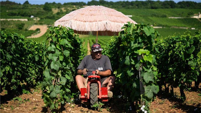 Arbeiten bei Hitze - wie macht es das Ausland? Neben Lieferdiensten und Bauarbeitern ist die Landwirtschaft besonders von Hitze betroffen. (Archivbild)