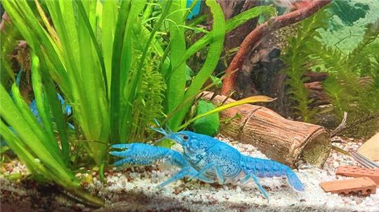 Neben den Zierfischen und Wasserpflanzen werden auch Edelkrebse und Garnelen angeboten.