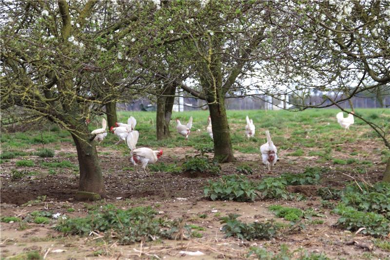 Regionale Bio-Eier: So trotzt Hof „Schieren Eichen“ den Krisen Neben den vier großen Ställen auf dem Hof Schieren Eichen haben die Hühner ausreichend Auslauf im Freien. Foto: Neddermeier