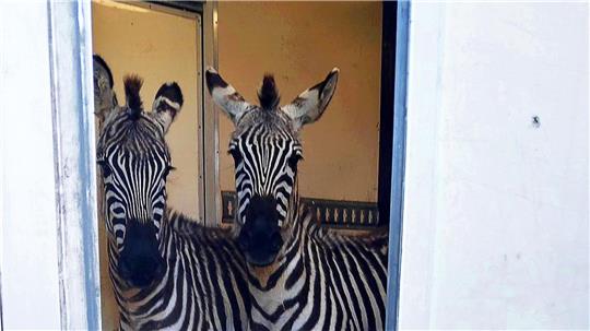 Neben den zwei Zebras wurden unter anderem auch sechs Affen und eine Antilope bei einem mutmaßlich illegalen Tiertransport entdeckt.