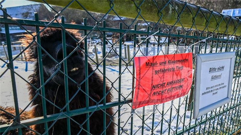 Keine weiteren Seuchenfälle - London verhängt Importverbot Neben hohem Fieber, Appetitlosigkeit und Apathie können infizierte Tiere Blasen am Maul und auf der Zunge sowie an den Klauen und den Zitzen entwickeln (Archivbild).