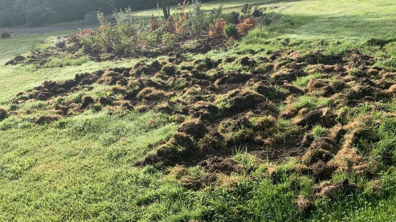 Wildschweine wüten in Hahnenklee: Stadt droht jetzt mit Zwangsgeld Neben mehreren Grundstücken im ganzen Ort bleibt auch der Kurpark nicht vor der Verwüstung durch Wildschweine verschont.