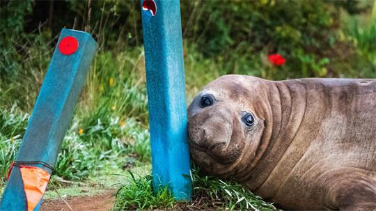 „Neil the Seal“ ist in Australien ein Internet-Liebling.