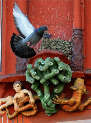 Fort von der Worth: Goslar schickt Kaiser auf Kur nach Ostharingen Nest ja, Schutz nein: Eine Taube ist wenig(er) begeistert, dass Goslar seine Kaiser ins Exil schickt.