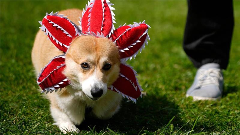 Netter Versuch: Ein Hund ist bei einem Corgi-Treffen in Russland als „Demogorgon“, eine mächtige Dämonen-Kreatur aus der Serie „Stranger Things“, verkleidet. 