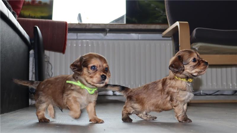 Zwei Welpen erkunden das Wohnzimmer