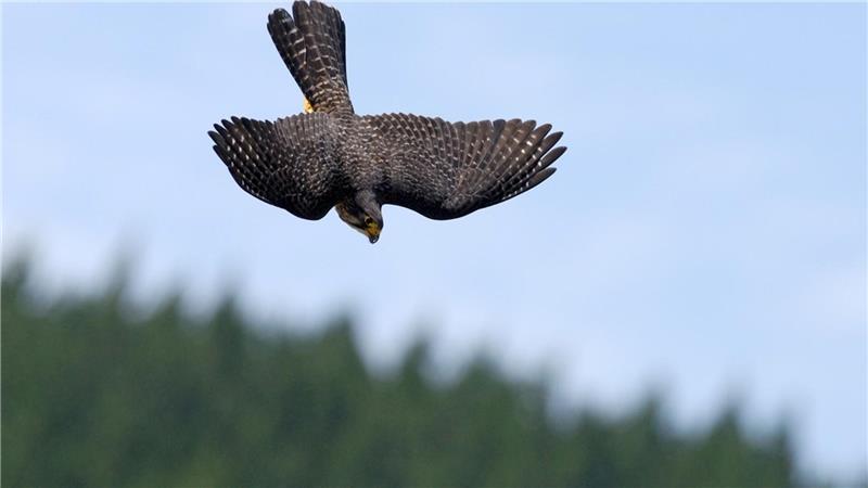 Neuseelandfalken jagen mit einer Geschwindigkeit von bis zu 200 Stundenkilometern.