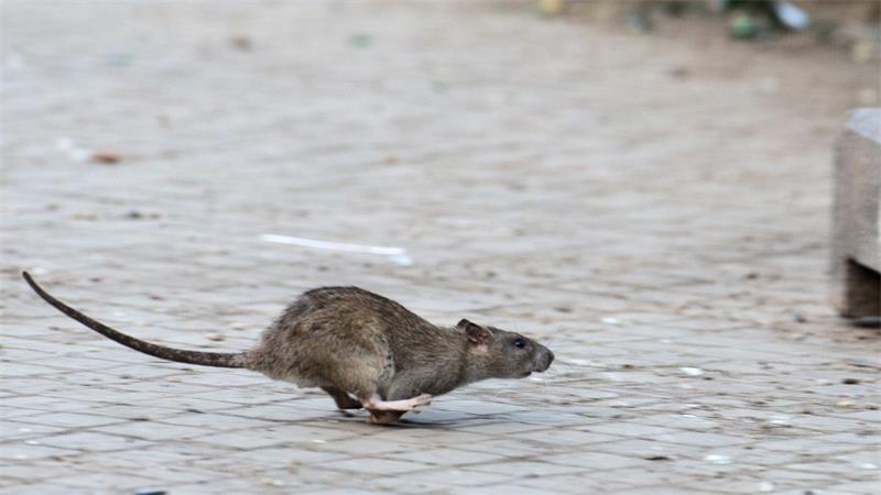 New Yorks Kampf gegen die Ratten zeigt nach Angaben der Stadtreinigung Erfolge. (Archivbild)