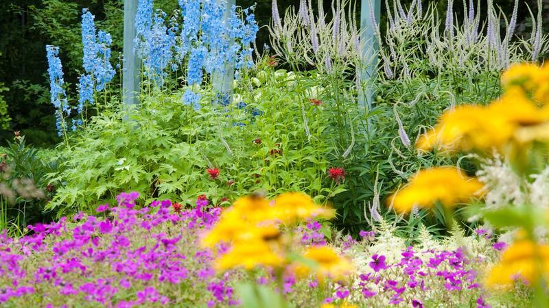 Nicht alle Blumen benötigen im Sommer einen Rückschnitt, aber beim Rittersporn ist es ratsam.