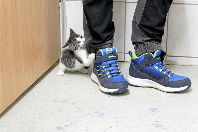 Nicht alle Kitten sind so frech wie dieser kleine Kater. Foto: Fricke
