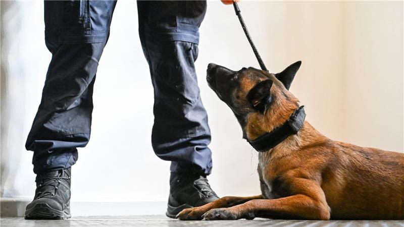 Hundebesitzer erkennen Schmerzen bei ihren Tieren oft nicht Nicht immer ist es leicht zu erkennen, wenn Tiere leiden. (Symbolbild)