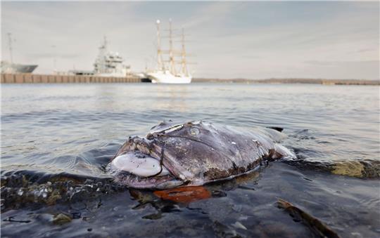 Nicht in seinem natürlichen Habitat: Ein toter Seeteufel liegt am Ufer in der Nähe des Segelschulschiffs «Gorch Fock».