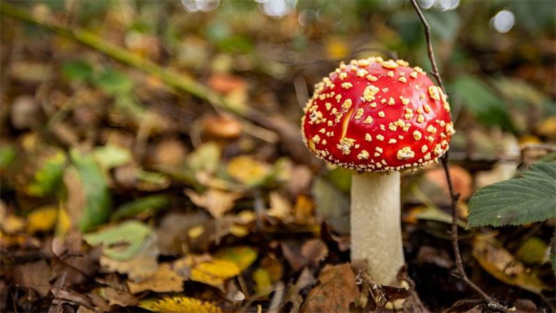 Nicht jeder giftige Pilz ist so einfach zu erkennen wie der Fliegenpilz.