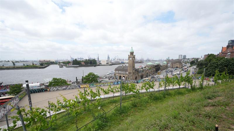 Nicht mehr der nördlichste Weinberg Deutschlands, aber immer noch der mit dem wohl schönsten Ausblick in den Hamburger Hafen.