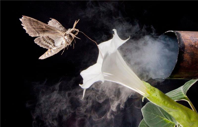 Verschmutzte Luft lässt Insekten Blüten nicht mehr finden Nicht nur Lärm und künstliches Licht beeinflussen das Verhalten von Tieren, sondern auch vom Menschen freigesetzte Substanzen.