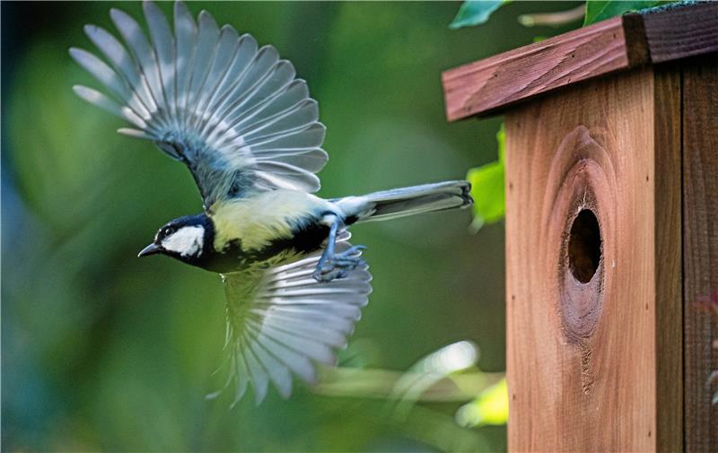 Gibt es im Oberharz genug Aktive für eine Nabu-Gruppe? Nicht nur bei Kohlmeisen kommen Nistkästen gut an. Darum will der Nabu welche im Oberharz aufhängen. Foto: von Jutrczenka/dpa