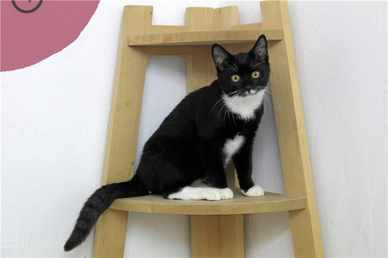 Nicht nur die Katzen des Tierheims sollen beschert werden. Archivbild: Fricke