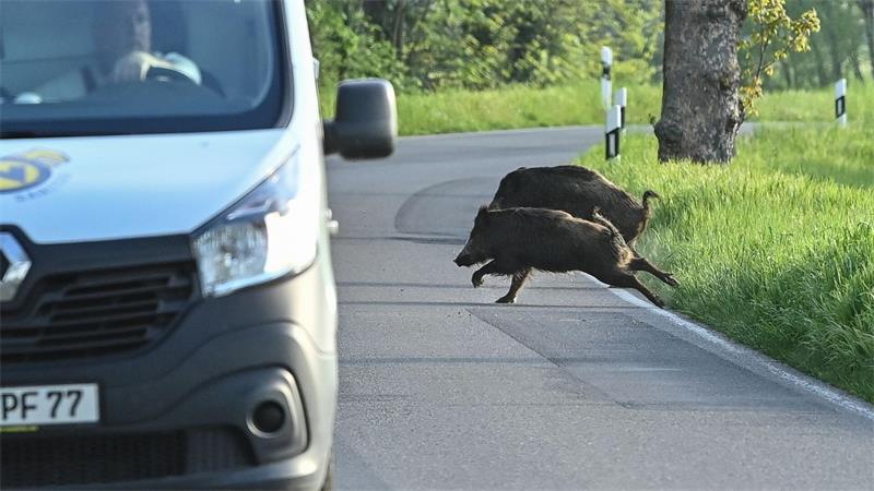 Nicht nur für die Tiere, auch für Autofahrer können Zusammenstöße gefährlich werden. (Symbolbild)