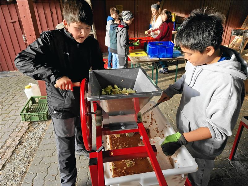Dank Apfelspende genug Saft im Haus Ahrendsberg für 2024 Nicolas (li.) betätigt die Obstmühle, und David fischt die entstandene Maische heraus, die in die Saftpresse kommt. Foto: Knoke