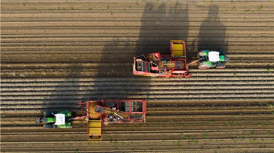Niedersachsen ist Kartoffelland: Hier wurden im vergangenen Jahr rund die Hälfte aller deutschen Kartoffeln geerntet. (Archivbild)