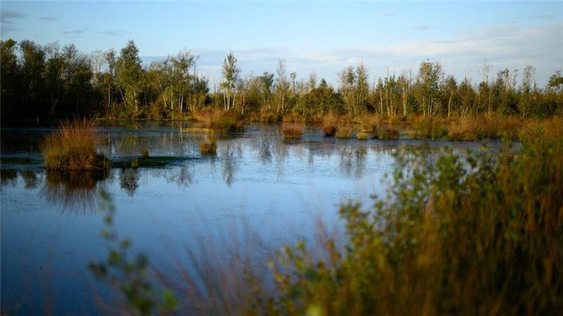 Niedersachsen will Moore vernässen zum Klimaschutz Niedersachsen verstärkt den Moorschutz. (Archivbild)