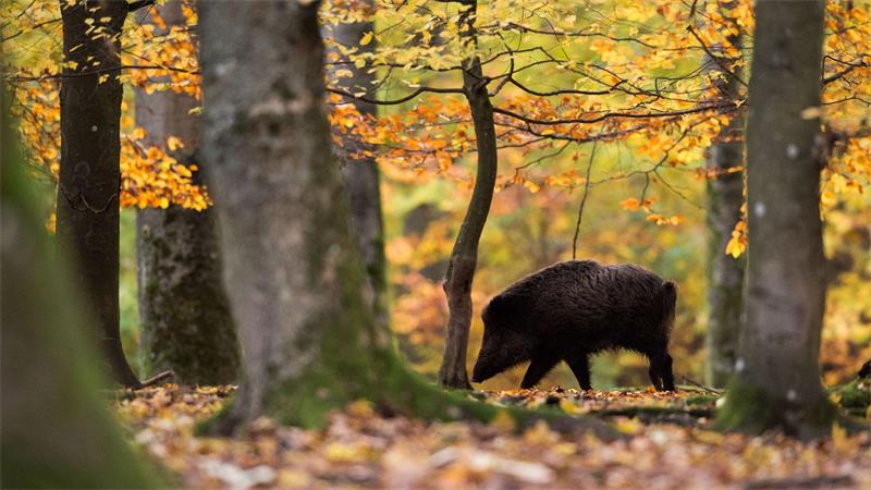 Niedersachsen will in einem neuen Jagdgesetz den Abschuss von Rehen vereinfachen und auf einen Abschussplan verzichten. (Archivbild)