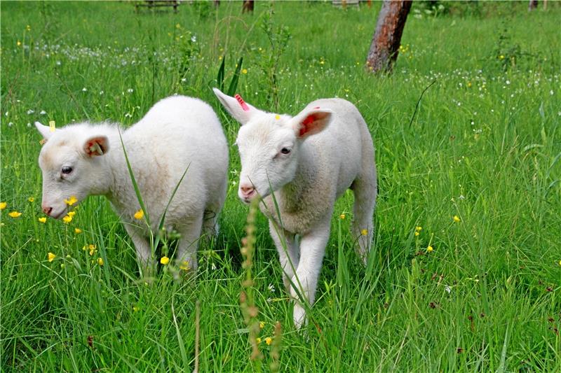 Niedersächsische Landesforsten, Waldpädagogisches Zentrum Harz (WPZ), Biotop, Streuobstwiese im Schimmerwald, Eckertal, Schafe