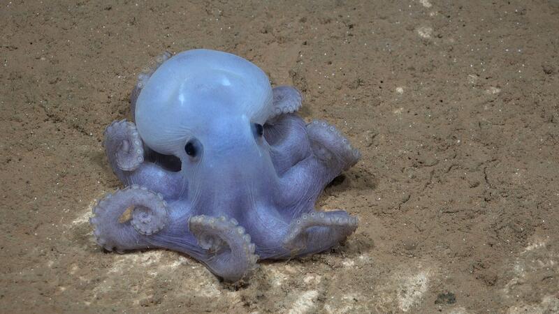 Casper-Krake und Seekröte - Funde im Tiefsee-Gebirge Niedlich und selten zu sehen: ein Casper-Krake.