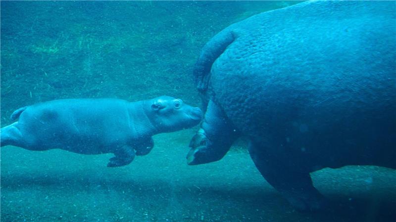 Niedlicher Nachwuchs in Berlin: Flusspferd-Jungtier und Mama Nala erkunden das Wasserbecken.