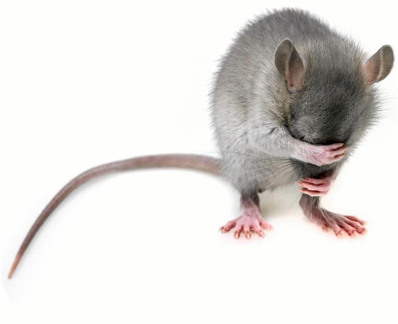 Ratten in Goslar: Diskussion um Gift und Müll Niedlicher Nager oder Plage? Foto: Pixabay