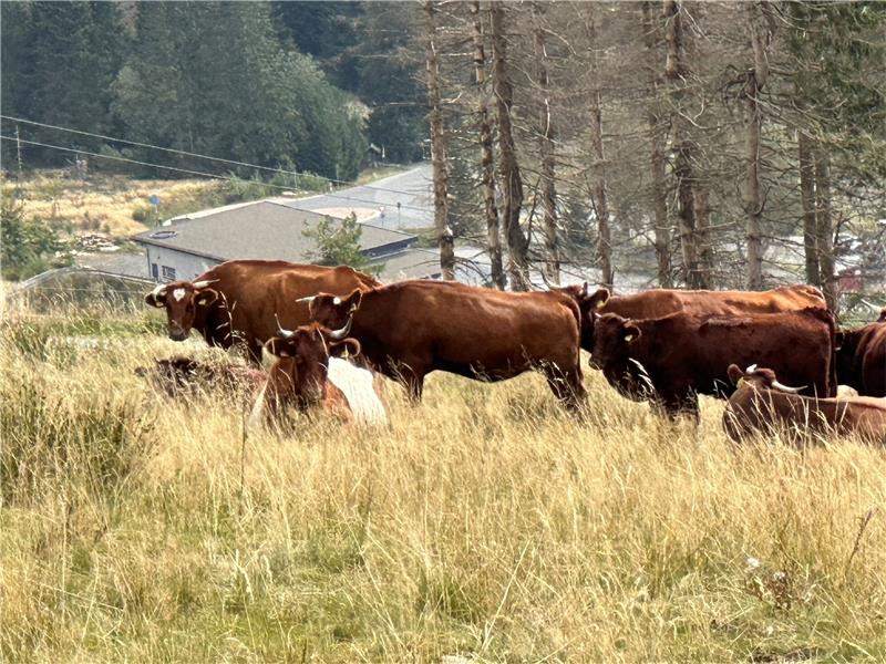 Kühe dürfen nicht mehr auf den Wurmberg Noch ist das Harzer Höhenvieh am Wurmberg. Gestern grasen die Kühe oberhalb des Parkplatzes Hexenritt. Foto: Eggers