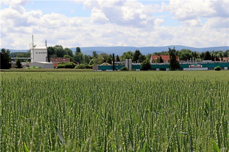 Nördlich des ehemaligen Betriebs von Brennecke Harzer Wurstwaren soll der Acker zur Erweiterung des Gewerbegebietes Posthof genutzt werden.  Foto: Kühlewind