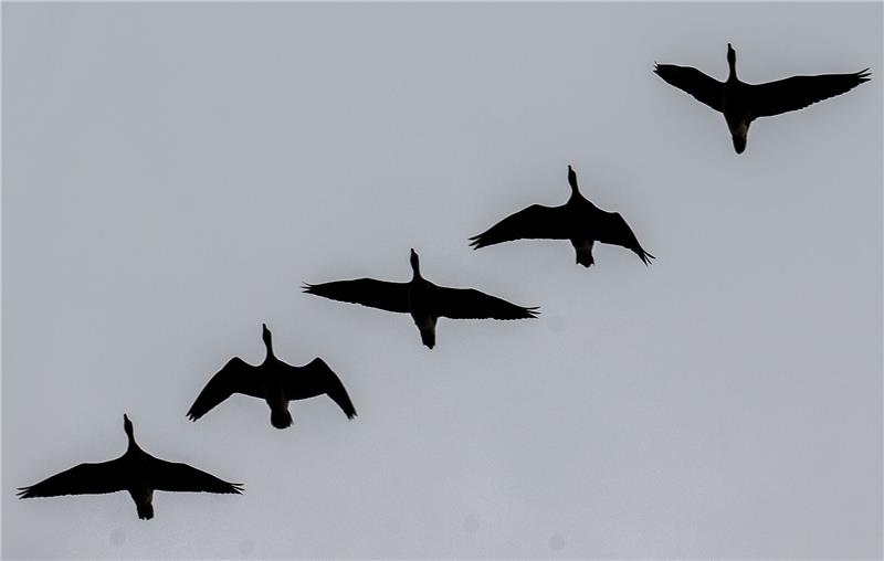 Wildgänse lange gestresst von Silvesternacht Nordische Wildgänse fliegen kurz vor Sonnenuntergang über dem Blankensee.