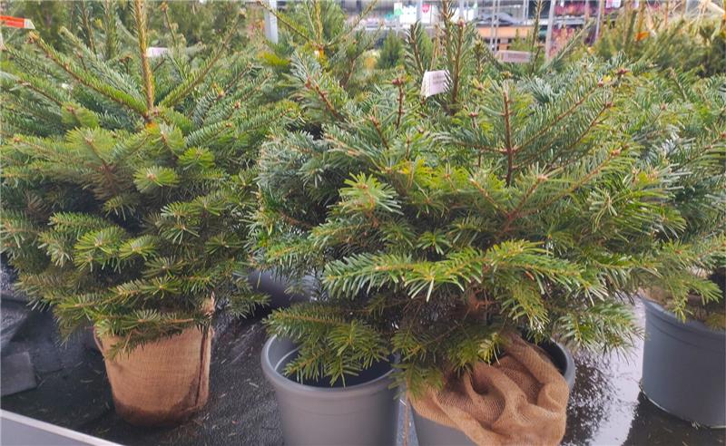 Ein Nadelbaum im Topf 