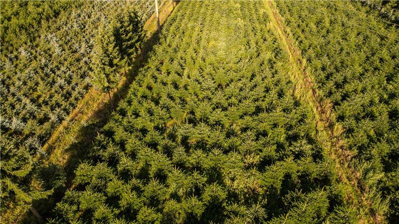 Frost, Trockenheit, höhere Kosten: Tannenbäume werden teurer Nordmanntannen wachsen in einer Plantage in Sachsen zu Weihnachtsbäumen heran.