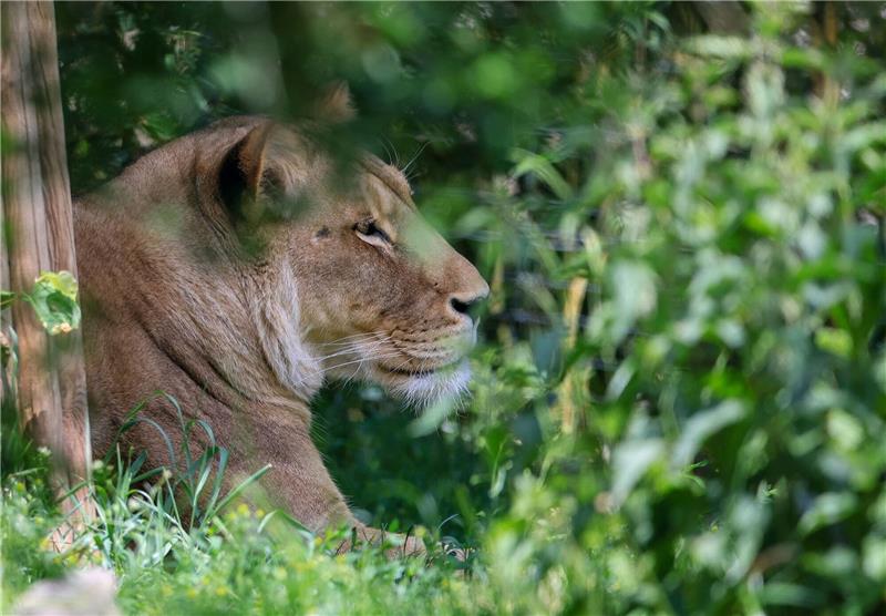 Löwe als Haustier? So ist die Haltung geregelt Normalerweise sieht man Löwen nur im Zoo - wie hier in Leipzig.