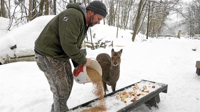 Ein Mann schüttet im Winter Futter in einen Trog für ein Reh, das neben ihm steht.