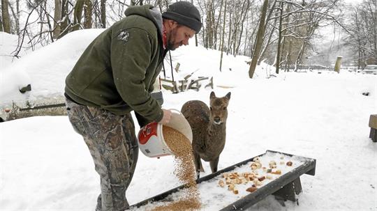 Ein Mann schüttet im Winter Futter in einen Trog für ein Reh, das neben ihm steht.