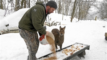 Ein Mann schüttet im Winter Futter in einen Trog für ein Reh, das neben ihm steht.