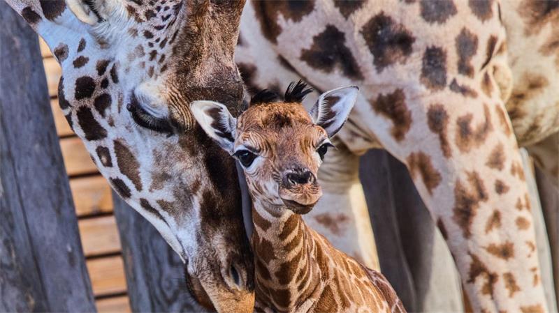 Nubische Giraffen gehören zu den stark bedrohten Tierarten.