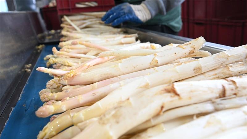 Jetzt können Verbraucher günstig Spargel kaufen Nun ist die Tiefphase der Spargelpreise 2025 erreicht - zum Ende der Saison hin werden die Preise erwartungsgemäß ansteigen. (Archivbild)
