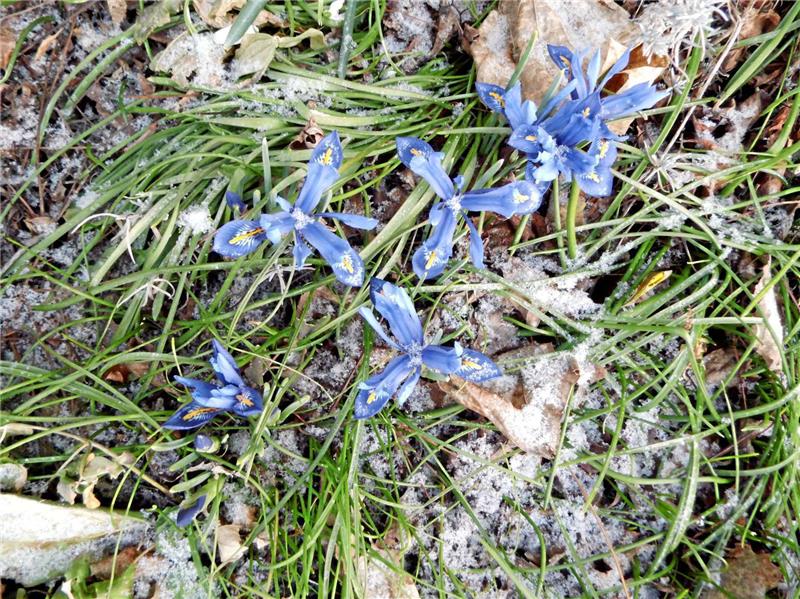 Nur die Zwerglilien stehen noch aufrecht.