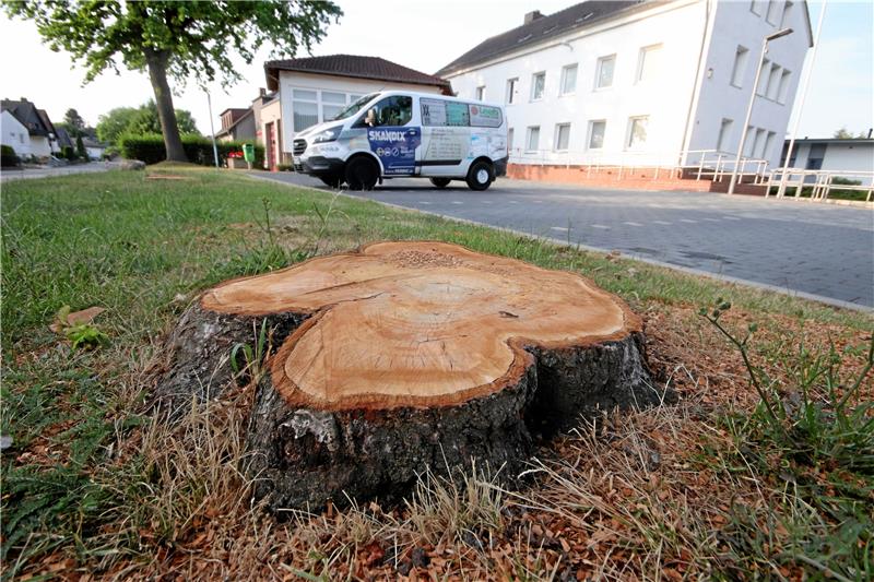 Nur noch die Baumstümpfe erinnern an die gefällten Kirschbäume.