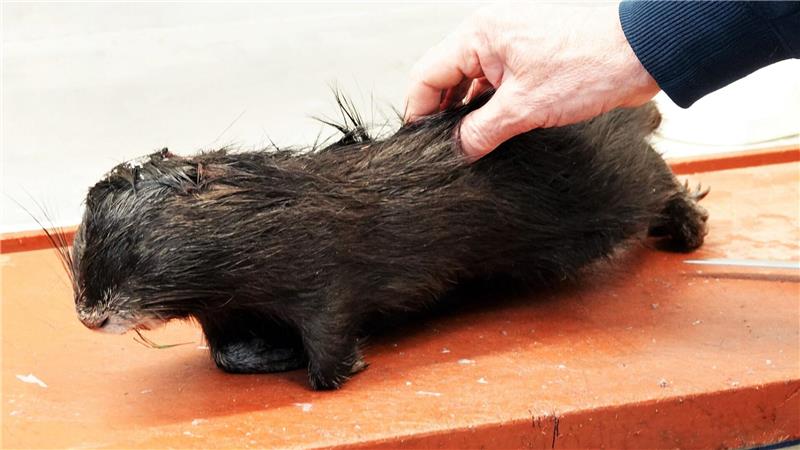Nutria-Fleisch kann gegessen werden. (Archivbild)