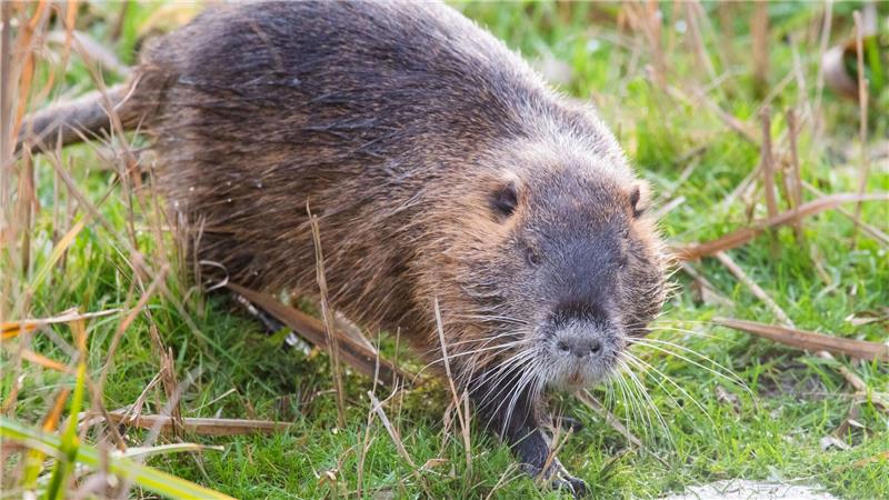 Warum mehr Nutrias eine Gefahr für den Hochwasserschutz sind Nutrias haben sich nach Angaben des Deutschen Jagdverbandes stark ausgebreitet. (Archivbild)