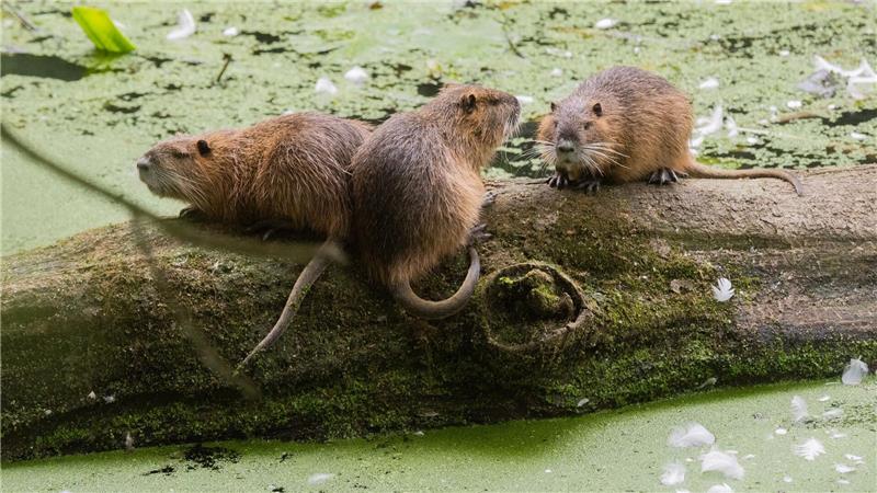 Warum mehr Nutrias eine Gefahr für den Hochwasserschutz sind Nutrias sind an ihren Schwänzen einfach von Bibern zu unterscheiden. (Archivbild)