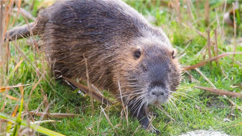 Nutrias sorgen in Norddeutschland für Probleme, der Bestand soll deshalb reduziert werden. (Archivbild)