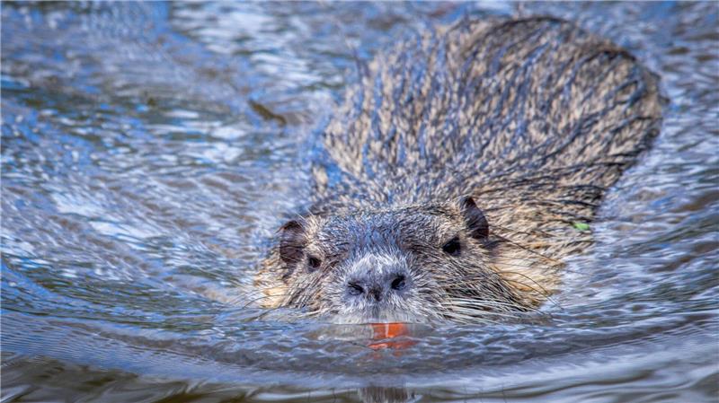 Nutrias vermehren sich schnell. (Archivbild)